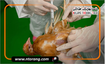 واکسیناسیون گسترده طیور در کهگیلویه و بویراحمد؛ ایمن‌سازی بیش از ۵ میلیون قطعه طیور